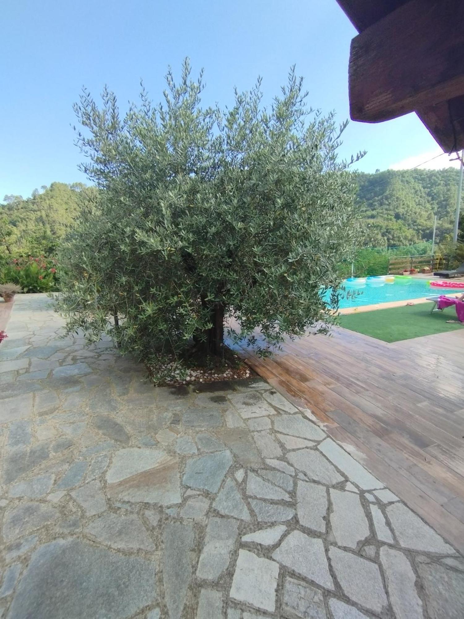 Villa Degli Ulivi Tivegna Ngoại thất bức ảnh